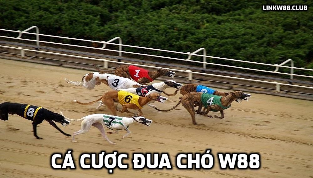 cá cược đua chó w88